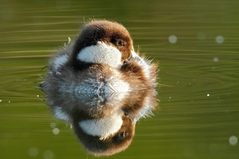Common Goldeneye (Bucephala clangula), juvenile with reflection on the water, Naturpark