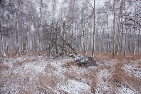 First snow in the Eastern Ore Mountains too