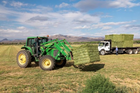 San Acacia, New Mexico, Bales of alfalfa are stacked on a farm near the Rio Grande. The farm relies