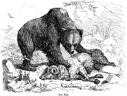 Bear kills a ram, Hubertus hunting and hunting scenes, wild animals, horns, death, wool, nature,