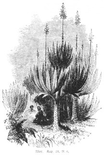 Aloe (aloe soccotrima), people, garden, water, God, flora, flowers, Bible, Old Testament, Book 4 of