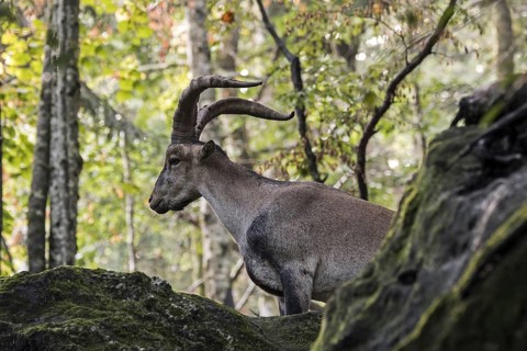 Iberian ibex, Spanish ibex (Capra pyrenaica) male foraging among rocks in forest on mountain slope