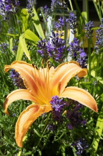 Flowering daylily (Hemerocallis fulva) amidst a flowering lavender (Lavandula angustifolia),