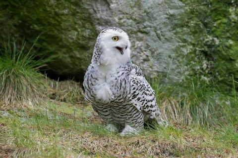 Snowy owl (Nyctea scandiaca) portrait of female calling