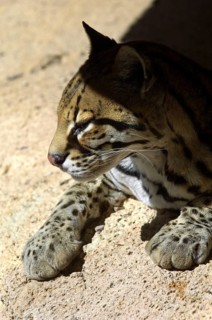 Ocelot (Felis pardalis) dwarf leopard, wild cat native to South and Central America, resting on
