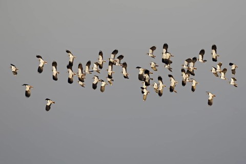 Northern lapwing (Vanellus vanellus) flock flying against dark grey snowy sky in winter