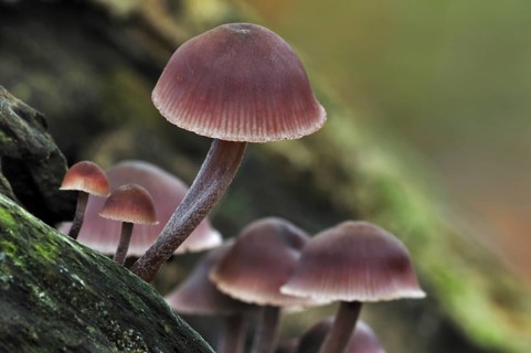 Bleeding, Bleeding fairy helmet (Mycena haematopus), Burgundy drop bonnet (mycena) on tree trunk