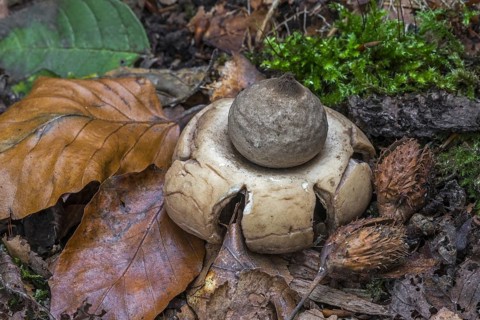 Collared earthstar (Geastrum triplex), saucered earthstar, triple earthstar in autumn forest