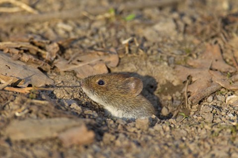 Bank vole (Clethrionomys glareolus) leaving burrow, Germany, Europe