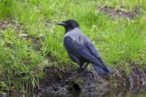 Hooded crow (Corvus cornix), hoodie foraging on bank along stream, pond