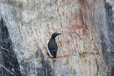 Thick-billed murre (Uria lomvia), Brünnich's guillemot on rock ledge in sea cliff in seabird