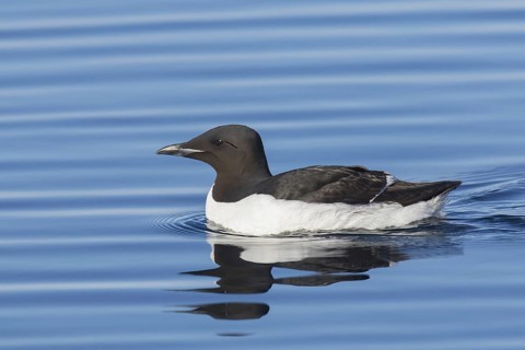 Thick-billed murre (Uria lomvia), Brünnich's guillemot swimming in sea, native to the sub-polar