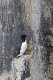 Thick-billed murre (Uria lomvia), Brünnich's guillemot on rock ledge in sea cliff in seabird
