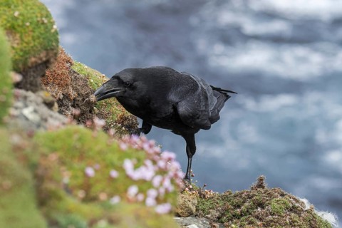 Common raven, northern raven (Corvus corax) on top of sea cliff along the coast, Shetland Islands,