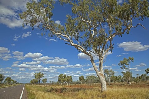 Eucalyptus tree, gum trees in the Australian outback along the Barkly Highway, Northern Territory,