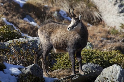 Chamois (Rupicapra rupicapra) portrait in the Italian Alps in autumn, Gran Paradiso National Park,