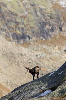 Chamois (Rupicapra rupicapra) on rock ridge in the Alps in autumn, Gran Paradiso National Park,