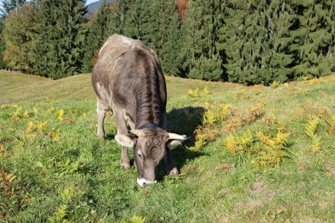 Allgäuer Braunvieh (Bos primigenius taurus), Allgäu, Bavaria, Germany, Europe