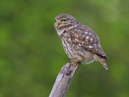 Little Owl (Athene noctua), on dead apple tree branch, biosphere area, Swabian Alb,