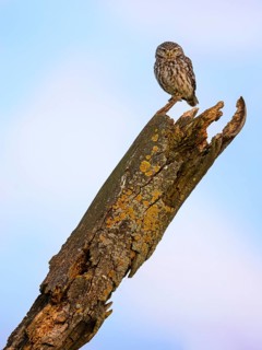 Little Owl (Athene noctua), on a dead lichen-covered apple tree branch at blue hour, Biosphere