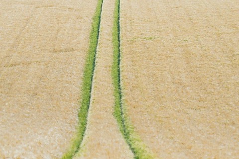 View of a grain field, barley (Hordeum vulgare), tractor tracks, North Rhine-Westphalia, Germany,