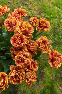 Tulip flowers (Tulipa) in a city park, Lahr, Baden-Württemberg, Germany, Europe