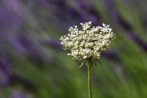 Yarrow (Achillea), flowering, Provende, France, Europe