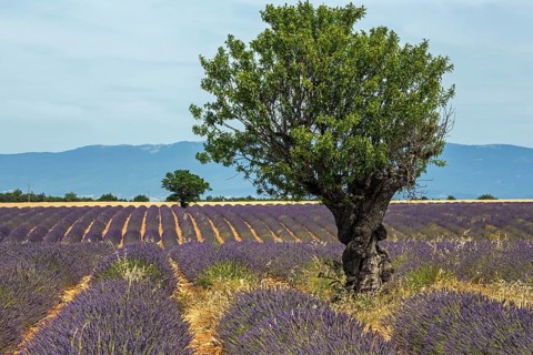 Trees in a lavender field, flowering true lavender (Lavandula angustifolia), near Puimoisson,