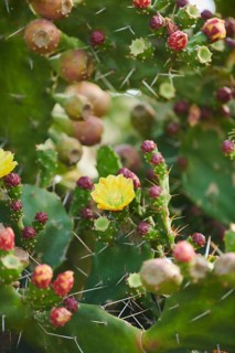 Indian fig opuntia (Opuntia ficus-indica) blossoms and fruits, ebro delta, Catalonia, Spain, Europe