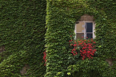 Ivy on the house wall, Cathedral Square, Bressanone, South Tyrol, Trentino, Italy, Europe