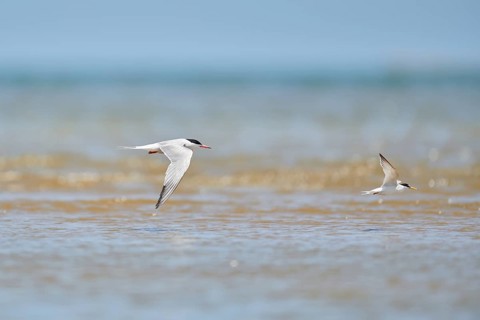 Elegant tern (Thalasseus elegans) flying in the sky above the sea, hunting, ebro delta, Catalonia,