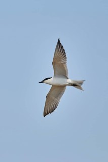 Gull-billed tern (Gelochelidon nilotica) flying in the sky, hunting, ebro delta, Catalonia, Spain,