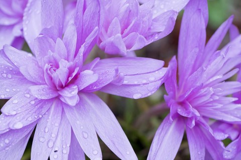 Autumn crocus (Colchicum speciosum Waterlily), Emsland, Lower Saxony, Germany, Europe