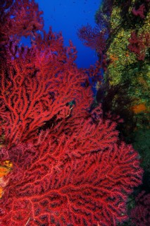 Large fan of red violescent sea-whip (Paramuricea clavata), Mediterranean fan coral with