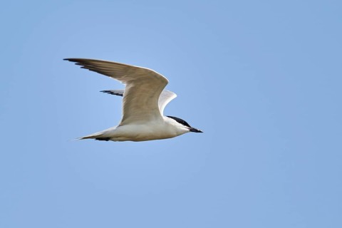 Gull-billed tern (Gelochelidon nilotica) flying in the sky, hunting, ebro delta, Catalonia, Spain,