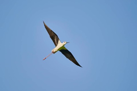 Black-winged stilt (Himantopus himantopus) flying in the sky, ebro delta, Catalonia, Spain, Europe