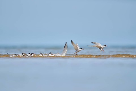 Elegant tern (Thalasseus elegans) starting from the sea, hunting, ebro delta, Catalonia, Spain,
