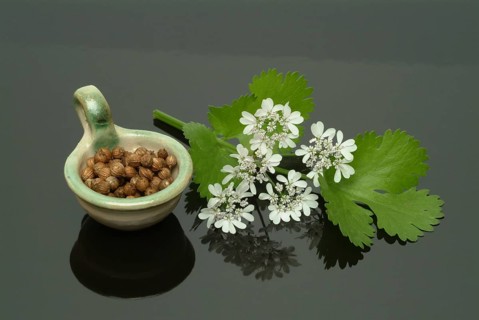 Coriander (Coriandrum sativum), leaves, flowers and seeds, plant species in the umbellifer family,