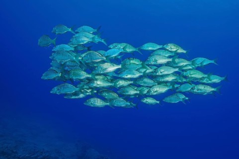 Shoal of sand steenbras (Lithognathus mormyrus) swimming through open water blue water, East