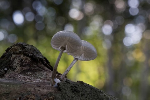 Porcelain fungi (Oudemansiella mucida), Emsland, Lower Saxony, Germany, Europe