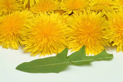 Common dandelion (Taraxacum) Ruderalia, Taraxacum officinale, medicinal plant, the most important