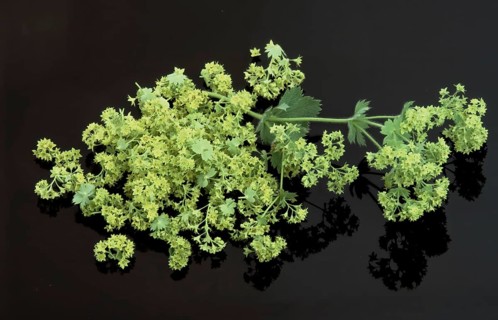 Lady's mantle, also known as common lady's mantle (Alchemilla vulgaris), The positive healing