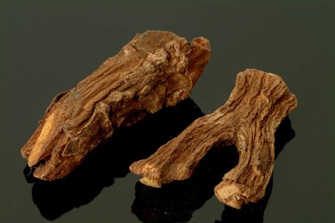 Indian galangal, Alpinia calcarata, Brachychilum horsfeldi, is a rhizomatic perennial herb commonly
