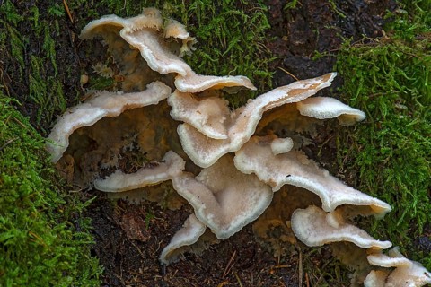 Jelly-fleshed pleco (Merulius tremellosus) in mixed forest, Bavaria, Germany, Europe
