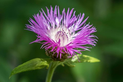 Psephellus dealbatus (Centaurea dealbata), flower, Baden-Württemberg, Germany, Europe