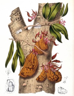 Cynometra cauliflora, colloquially rarely called Nam-Nam, Namnam or frog-fruit, is a species of