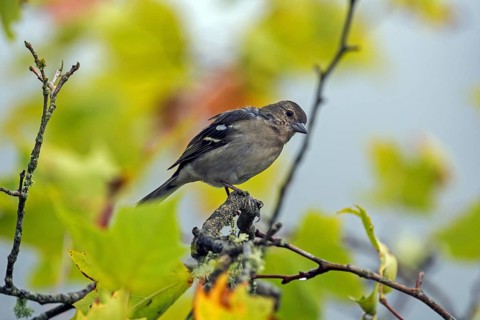 Madeiran chaffinch (Fringilla coelebs maderensis), sitting on a branch, Madeira, Portugal, Europe