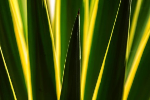 Leaves of an agave against the light, close-up, Madeira, Portugal, Europe