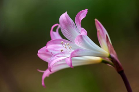 Flower of the belladonna lily (Amaryllis belladonna), Madeira, Portugal, Europe