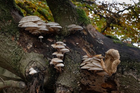Porcelain fungi (Oudemansiella mucida) on dying hornbeam (Fagus sylvatica), Hutewald Halloh, Hesse,